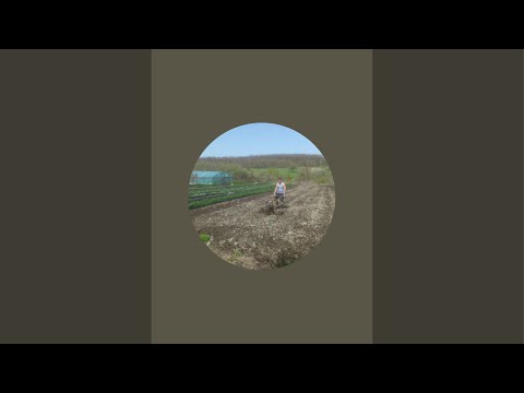 Видео: Поболтаем, клубника, малина и т. Д