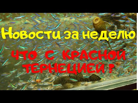 Видео: Новости за неделю. Что с тернецией?