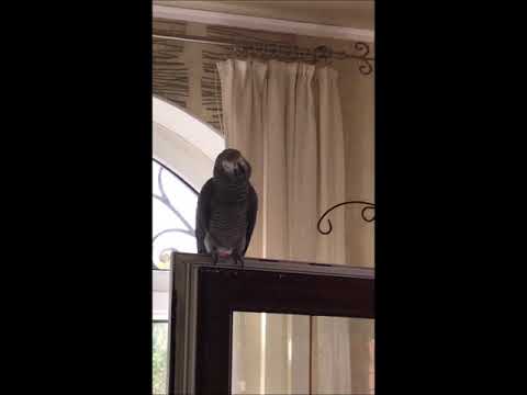 Видео: Жора, дверь не грызи!