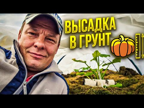 Видео: как приготовить посадочную яму и как высадить гигантскую тыкву в грунт чем ее подкормить