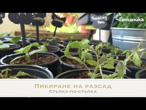 Видео: Пикиране на разсад