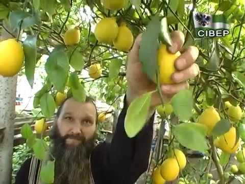 Видео: ДАЧНИЙ СЕЗОН - Про вирощування лимонів