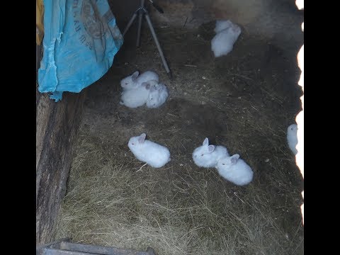 Видео: Кролики в яме (6) зимовка разведение кроликов +в яме