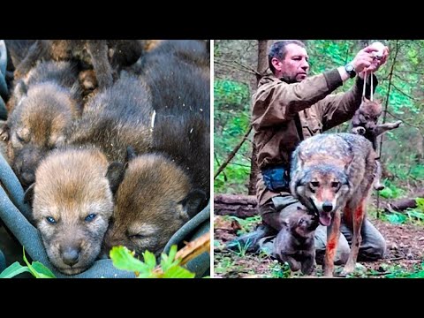 Видео: Мужчина спас волчицу и ее детенышей, но спустя 4 года ПРОИЗОШЛО ЭТО.......