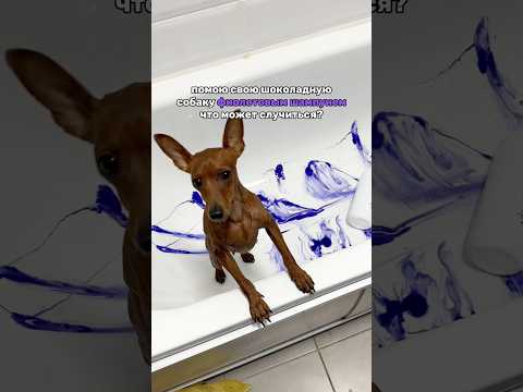 Видео: ШОК😱Новая собака… арт на шампунь #164158698 #собаки #цвергпинчер #уходзасобакой #шампуньдлясобак