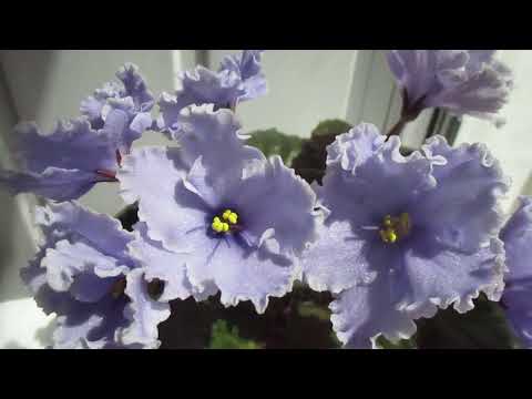 Видео: Сказочное цветение фиалки ЛЕ-Эльфийский Сад! Описание и сортовые признаки.