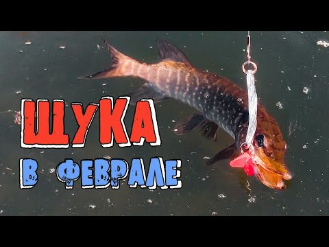 Видео: Рыбалка на щуку в феврале. Блесны и воблеры на щуку
