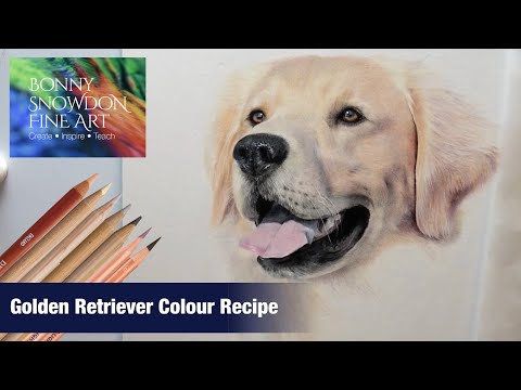 Видео: Какие цветные карандаши использовать для рисования золотистого ретривера | Рецепт цвета