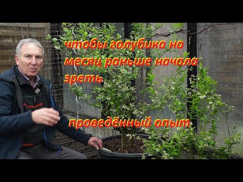 Видео: Чтобы голубика на месяц раньше начала зреть #голубика