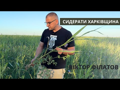 Видео: #269 Сидерати на Харківщині: в полях у Віктора Філатова Різні строки посіву