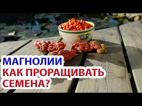 Видео: Как проращивать семена магнолии? Собираем урожай.
