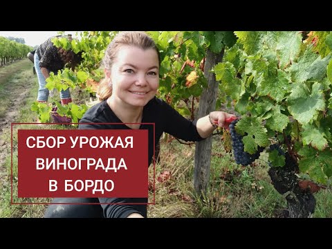 Видео: Сбор винограда в Бордо 2020