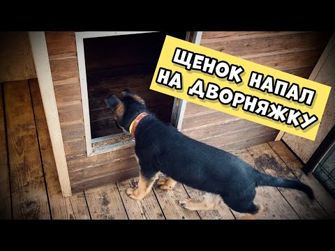 Видео: ДВА ЩЕНКА ВЕРНУЛИСЬ ДОМОЙ