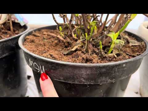 Видео: Сезон открыт. Выношу гортензии для весеннего черенкования. 19.02