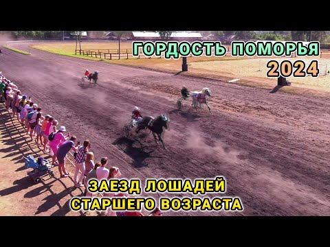 Видео: Заезд рысистых лошадей старшего возраста - Гордость Поморья 2024