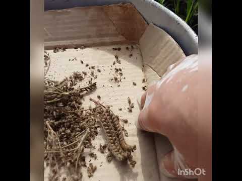 Видео: Выращиваю и собираю семена фацелии.