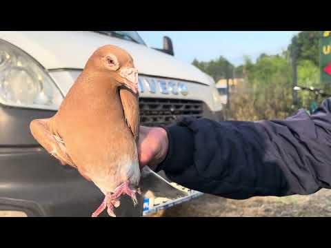 Видео: Птичий рынок г.Польши?