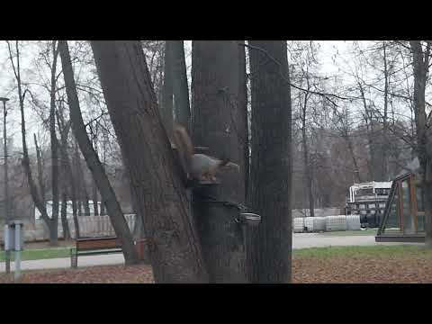 Видео: В парке 14 ноября