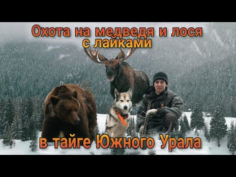 Видео: Охота на медведя и лося с лайками в тайге Южного Урала