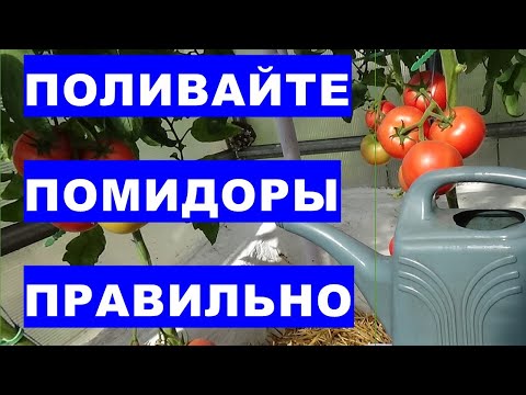 Видео: Как правильно поливать помидоры в знойную жару