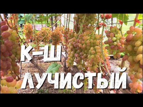 Видео: Виноград. Сорт КИШМИШ ЛУЧИСТЫЙ. Полное описание  и рекомендации по выращиванию в северных регионах