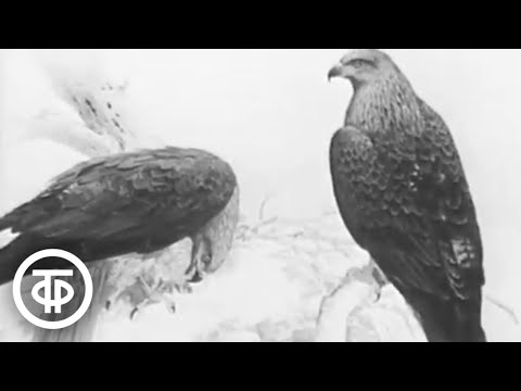 Видео: Черный коршун. Документальный фильм (1987)