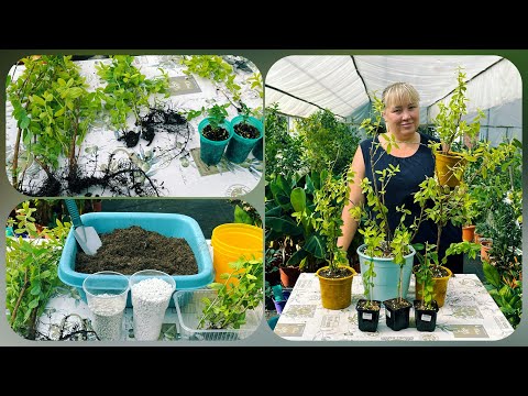 Видео: Состав грунта для Гуавы.