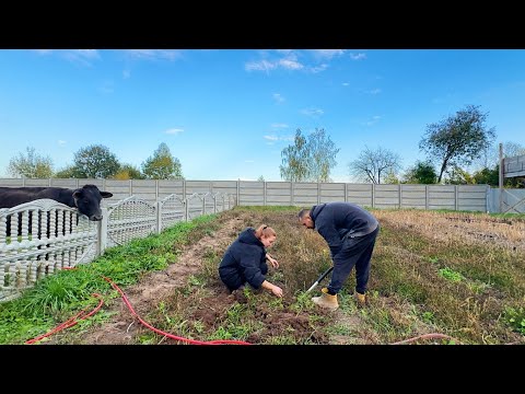 Видео: Копаем картошку. Неожиданный гость. Выравниваем участок. Развалили ферму.