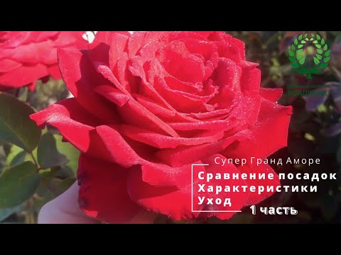 Видео: Супер Гранд Аморе  1 часть  Сравнение посадок  Характеристики  Уход  О пересадке взрослых кустов Роз