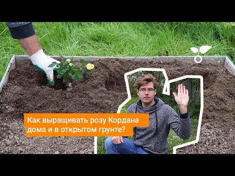 Видео: Как выращивать розу Кордана дома и в открытом грунте?