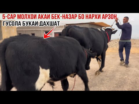 Видео: 5-САР МОЛХОИ АКАИ БЕКНАЗАР БО НАРХИ АРЗОН УСПЕТ КУНЕД 2 ноября 2025 г.