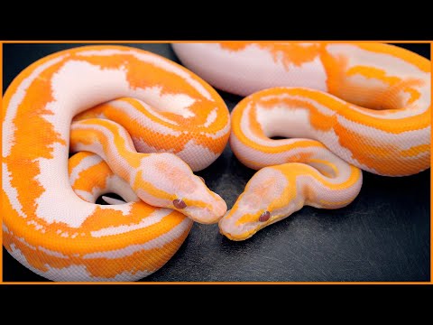 Видео: Как ТЁМНЫЕ морфы создают САМЫХ ЯРКИХ змей! — Обновление Dreamsicle | #Hetflix 222