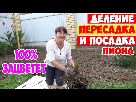 Видео: ДЕЛЕНИЕ, ПЕРЕСАДКА и ПОСАДКА ПИОНА осенью! Все правила и секреты  - 100% ЗАЦВЕТЁТ!