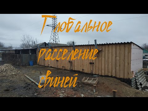 Видео: Расселение свиней. Свиноматки. Отбиваю поросят.