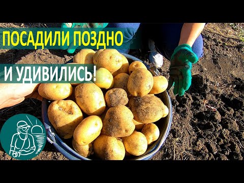 Видео: 🥔 Удивила посадка картофеля летом! 🌿 Выращивание картофеля по технологии Гордеевых