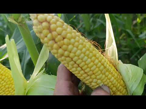 Видео: Хто кого оригінальна ДКС 3972 чи у білих мішках