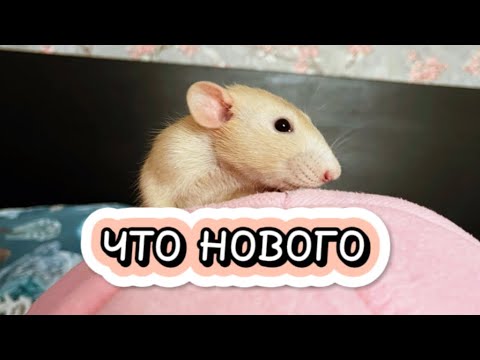 Видео: Как дела у моих крыс 🐀 | Посылки с алиэкспресс 🛍