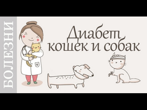 Видео: Диабет кошек и собак. Признаки, лечение и профилактика диабета.