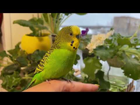 Видео: Говорящий и поющий песню волнистый попугай. Cute budgie sings a song