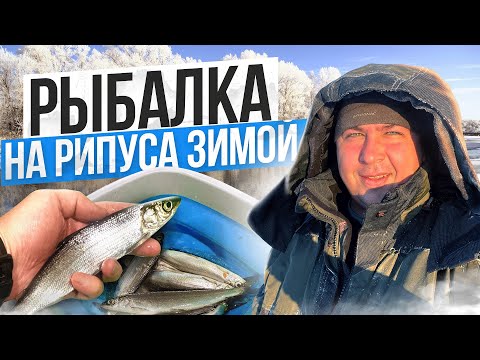 Видео: ЛОВЛЯ РИПУСА ЗИМОЙ от А до Я. Снасти, Хлопушка и Тактика ловли. Уникальное Озеро Увильды.