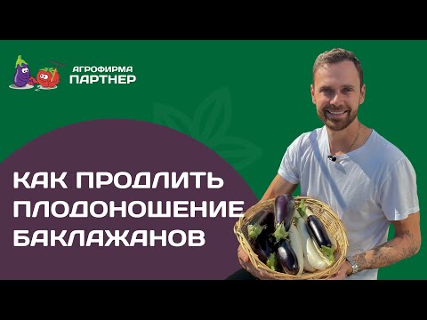 Видео: Сбор урожая баклажанов и обзор сортов | Рекомендация по продлению срока плодоношения баклажанов