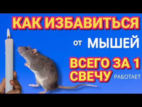 Видео: Как просто избавиться от МЫШЕЙ за 1 СВЕЧУ навсегда . Паразиты убегают