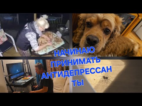 Видео: СОБАЧИЙ ДЕНЬ//МУЖ БЕСИТ//КАК ПАУКИ В БАНКЕ//БЕЗ ТАБЛЕТОК НЕ ОБОЙТИСЬ! 
