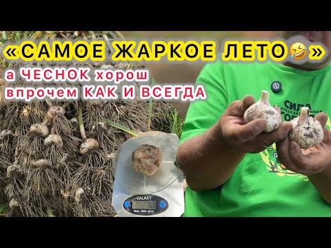 Видео: Убираем чеснок на хранение ВОВРЕМЯ и ПРАВИЛЬНО! Отличный урожай несмотря на сырое и холодное лето