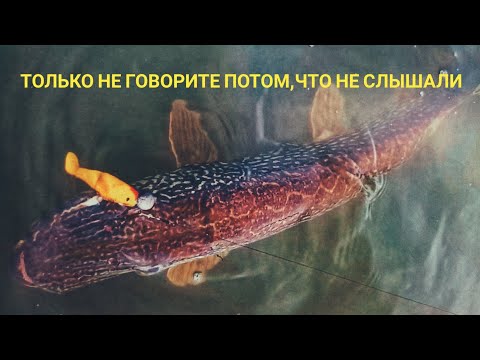 Видео: Секреты успешной ловли щуки.И не говорите потом,что не слышали...