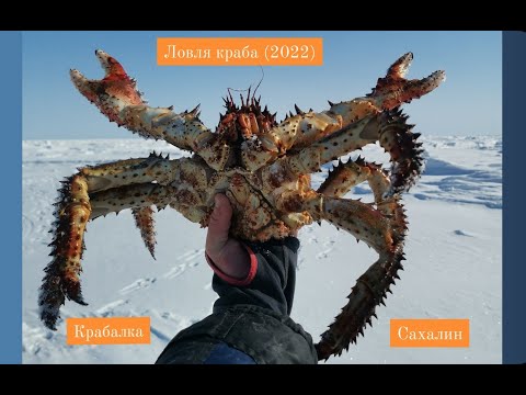 Видео: Ловим крупного Краба (крабалка 2022)