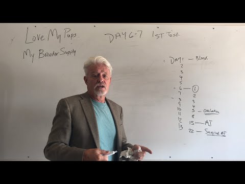 Видео: Анализы на прогестерон у собак: когда и как сэкономить деньги