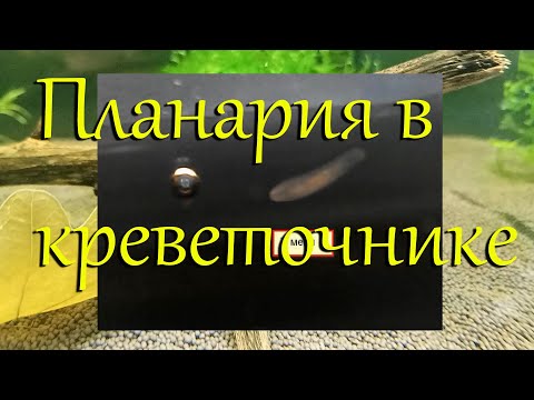 Видео: Борьба с планарией в креветочнике с каридинами и неокаридинами. Лечение аквариума от планарии.