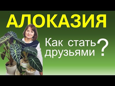 Видео: АЛОКАЗИЯ на фитильном поливе или автополиве. Правила ухода: полив, грунт, освещение.