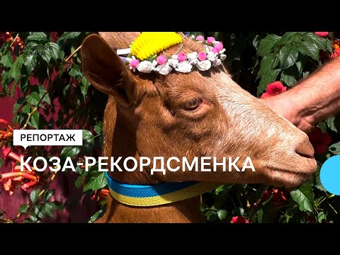 Видео: Понад 9 літрів молока за день: чим особлива коза Аліса, що живе на фермі на Прилуччині